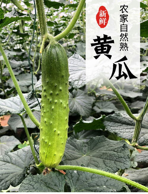山東小黃瓜 新鮮現(xiàn)摘的健康之選，孕婦也適宜的夏季蔬果