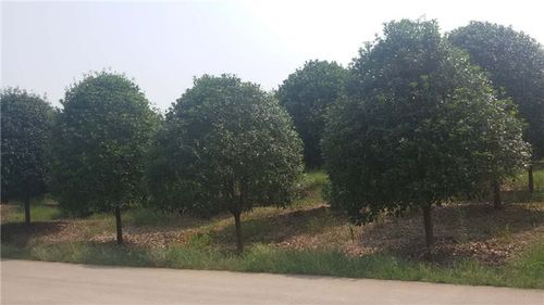 價格 圖片 品牌 怎么樣 元珍商城