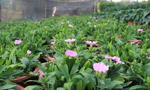 快看 2023年企石鎮(zhèn)迎春購(gòu)花點(diǎn)和花卉種植場(chǎng)在這里