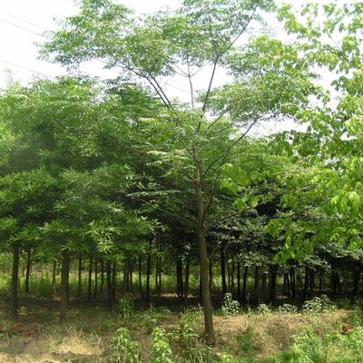 供應【苗圃直銷】楓楊 楓楊價格 批發(fā)各種花卉苗木喬木灌木草坪草種