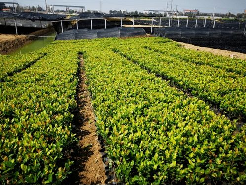 這個3萬畝的花木之鄉(xiāng),畝均年產值竟達10萬元