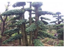 瀏陽柏湖苗木專業(yè)合作社產品展示