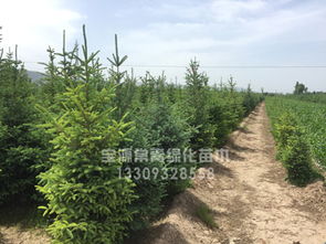 甘肅寶源常青專業(yè)供應云杉 臨洮苗木基地