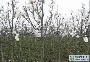 大量0白玉蘭等優(yōu)質綠化苗木_農副產品_世界工廠網(wǎng)中國產品信息庫