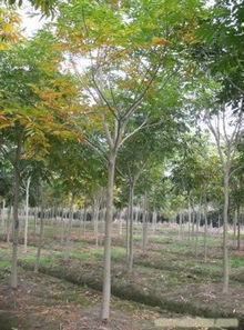 上海無(wú)患子苗木銷售 相關(guān)信息 上海苗木 上海苗木批發(fā) 上海苗木價(jià)格 上海苗木基地