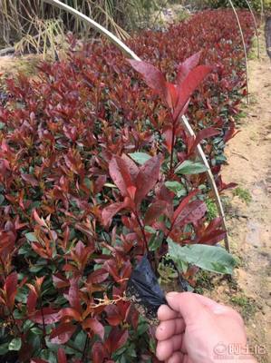 【綠化灌木紅葉石楠袋苗銷售、質優價廉】綠化苗木,價格,廠家,供應商,花木,龍海市東泗興輝園藝場 - 產品庫