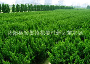 大量出售龍柏工程苗木龍柏苗各種規格龍柏球.......