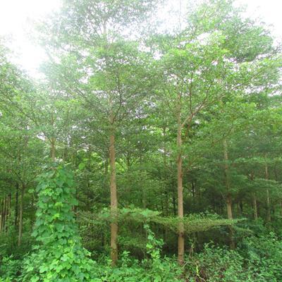 【急 急 急 8000棵步步高(發(fā)財(cái)樹)風(fēng)景樹急需銷售】批發(fā),供應(yīng),價(jià)格,廠家,雙魚和玉-中國惠農(nóng)網(wǎng)