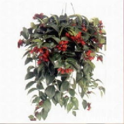 森記園花卉出入口公司提供種苗,綠化苗木,殺蟲藥等產(chǎn)品