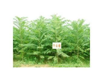 江蘇千頭椿苗木批發(fā)價(jià)格表查詢_志趣網(wǎng)