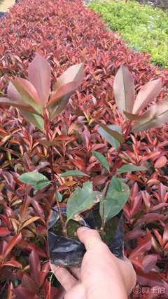 【紅葉石楠袋苗優(yōu)質批發(fā)、量大優(yōu)惠】綠化苗木,價格,廠家,供應商,花木,龍海市東泗興輝園藝場 - 產(chǎn)品庫