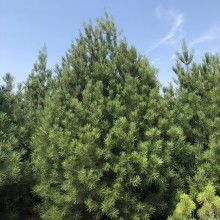 2020綠化苗木價格 報價 綠化苗木批發(fā) 第2頁 園林網(wǎng)