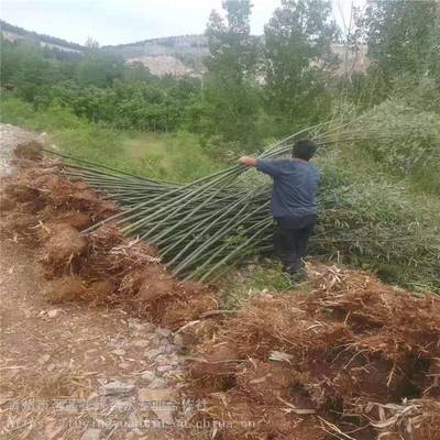 主營產(chǎn)品:花卉租擺、工廠綠化工程、各種綠化苗木、花卉基地直銷