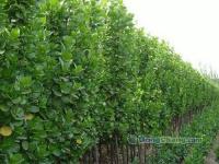 山東北海道黃楊│淄博北海道黃楊│泰安北海道黃楊│北海道黃楊[供應(yīng)]_綠化苗木_世界工廠網(wǎng)中國(guó)產(chǎn)品信息庫(kù)