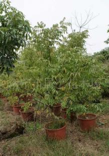 楊桃 喬木綠化苗木價(jià)格_楊桃 喬木綠化苗木廠家_世界工廠網(wǎng)產(chǎn)品信息庫(kù)