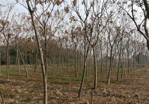 暢銷(xiāo)苗木品種排行, 老客戶積累 是苗木人成功根本