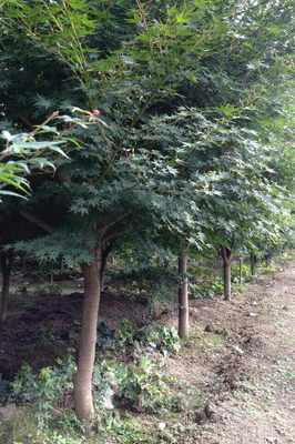 基地直銷(xiāo)五角楓樹(shù)苗批發(fā) 園林工程綠化苗木 量大優(yōu)惠 價(jià)格從優(yōu)