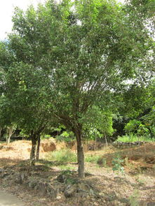 泉州苗木銷售,泉州苗木銷售生產(chǎn)廠家,泉州苗木銷售價格