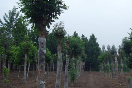 32 苗木咨詢熱線,服務態(tài)度好,專業(yè)水平高 