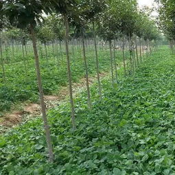 草莓苗哪里有 草莓苗多少錢