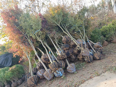 綠化苗木的規(guī)格術(shù)語及測(cè)量方法