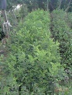 廠家直供七里香苗木盆栽花卉：九里香木香花苗，優質園林綠化工程苗木