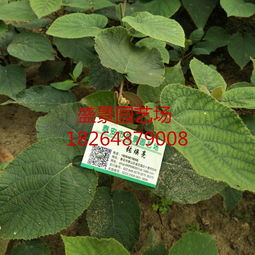 河南紅心獼猴桃樹苗批發(fā)價(jià)格及種植指南