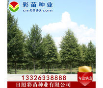 苗木產(chǎn)品庫(kù) 助力園林綠化與產(chǎn)業(yè)發(fā)展