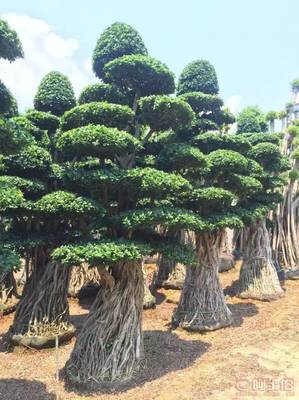 造型優(yōu)美小葉榕供應(yīng)，打造綠色生態(tài)空間——龍海市東泗興輝園藝場(chǎng)專業(yè)綠化苗木服務(wù)