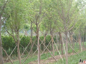 精品苗木展示與花卉種植指南