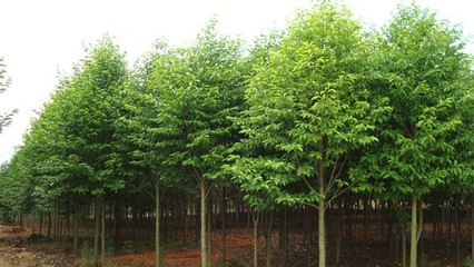 奉新綠霖苗木專(zhuān)業(yè)合作社 專(zhuān)業(yè)花卉種植，綻放鄉(xiāng)村經(jīng)濟(jì)新活力