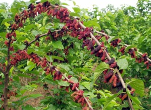 臺(tái)灣四季大果桑苗批發(fā)——聚焦廣西象州縣專(zhuān)業(yè)培育基地的種苗優(yōu)勢(shì)與林業(yè)種植技術(shù)