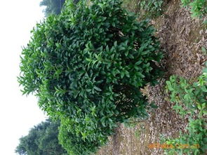 盡覽湖南優(yōu)質(zhì)八月桂球 瀏陽(yáng)市柏加炎輝苗圃為您提供專(zhuān)業(yè)綠化苗木